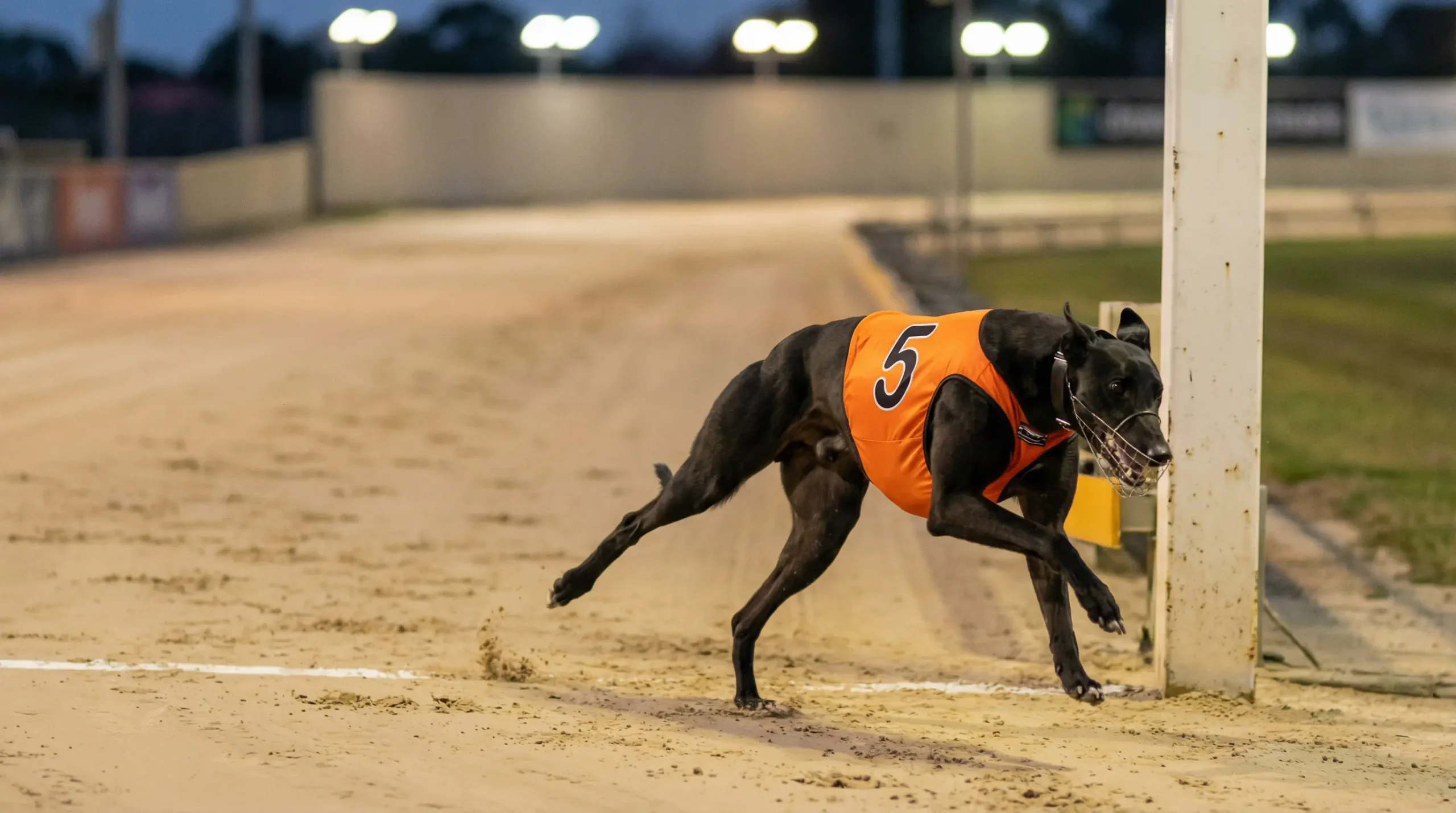 Greyhound crossing the finish line on a sand racing track with a timing display